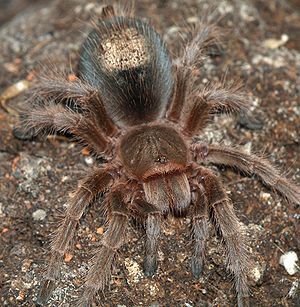 300px-grammostola.rosea.with.hair.patch.jpg